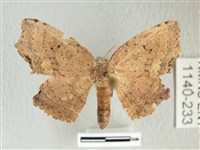 凹角鉤蛾藏品圖，第1張