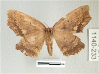 凹角鉤蛾藏品圖，第2張