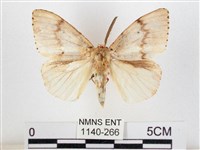 木毒蛾藏品圖，第1張