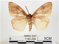 木毒蛾藏品圖，第2張