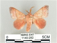 臺灣蘋毛蟲藏品圖，第1張