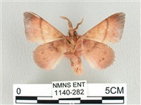 臺灣蘋毛蟲藏品圖，第2張