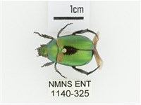 艷金龜藏品圖，第1張