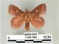 枯葉蛾科藏品圖，第1張