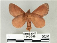 枯葉蛾科藏品圖，第2張