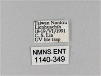 枯葉蛾科藏品圖，第3張