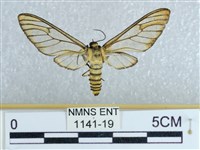 登錄號:001141-00019藏品圖，第1張