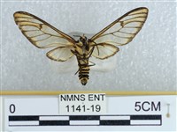 登錄號:001141-00019藏品圖，第2張