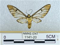 登錄號:001141-00020藏品圖，第1張