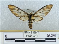 登錄號:001141-00020藏品圖，第2張