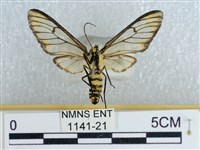 登錄號:001141-00021藏品圖，第2張