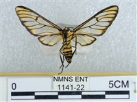 登錄號:001141-00022藏品圖，第2張