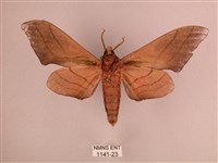 直翅六點天蛾藏品圖，第2張