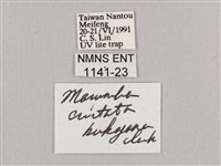 直翅六點天蛾藏品圖，第3張