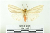 赭新污燈蛾藏品圖，第1張