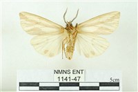 赭新污燈蛾藏品圖，第2張