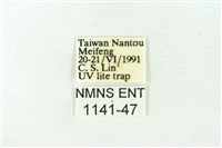 赭新污燈蛾藏品圖，第3張