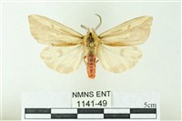 赭新污燈蛾藏品圖，第1張