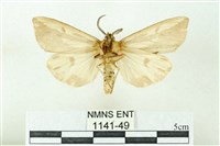 赭新污燈蛾藏品圖，第2張