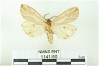 赭新污燈蛾藏品圖，第2張