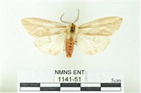 赭新污燈蛾藏品圖，第1張