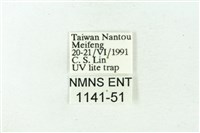 赭新污燈蛾藏品圖，第3張