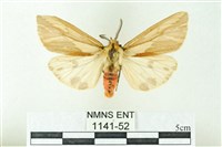 赭新污燈蛾藏品圖，第1張