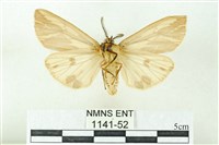 赭新污燈蛾藏品圖，第2張