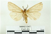 赭新污燈蛾藏品圖，第2張