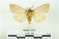 赭新污燈蛾藏品圖，第2張