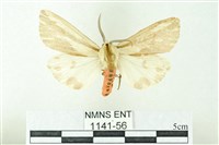 赭新污燈蛾藏品圖，第1張