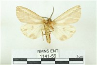 赭新污燈蛾藏品圖，第2張