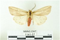 赭新污燈蛾藏品圖，第1張