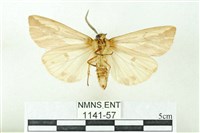 赭新污燈蛾藏品圖，第2張