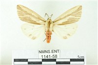 赭新污燈蛾藏品圖，第1張