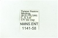 赭新污燈蛾藏品圖，第3張