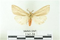 赭新污燈蛾藏品圖，第1張