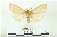 赭新污燈蛾藏品圖，第2張