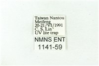 赭新污燈蛾藏品圖，第3張