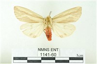 赭新污燈蛾藏品圖，第1張