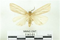 赭新污燈蛾藏品圖，第2張