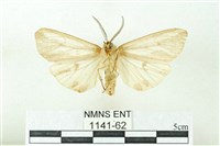 赭新污燈蛾藏品圖，第2張