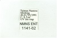 赭新污燈蛾藏品圖，第3張