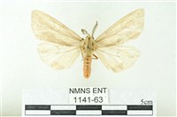 赭新污燈蛾藏品圖，第1張