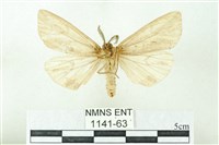 赭新污燈蛾藏品圖，第2張