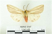 赭新污燈蛾藏品圖，第1張