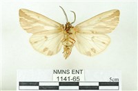 赭新污燈蛾藏品圖，第2張