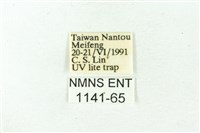 赭新污燈蛾藏品圖，第3張