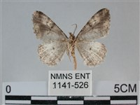 雙峰霜尺蛾藏品圖，第2張