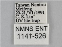 雙峰霜尺蛾藏品圖，第3張